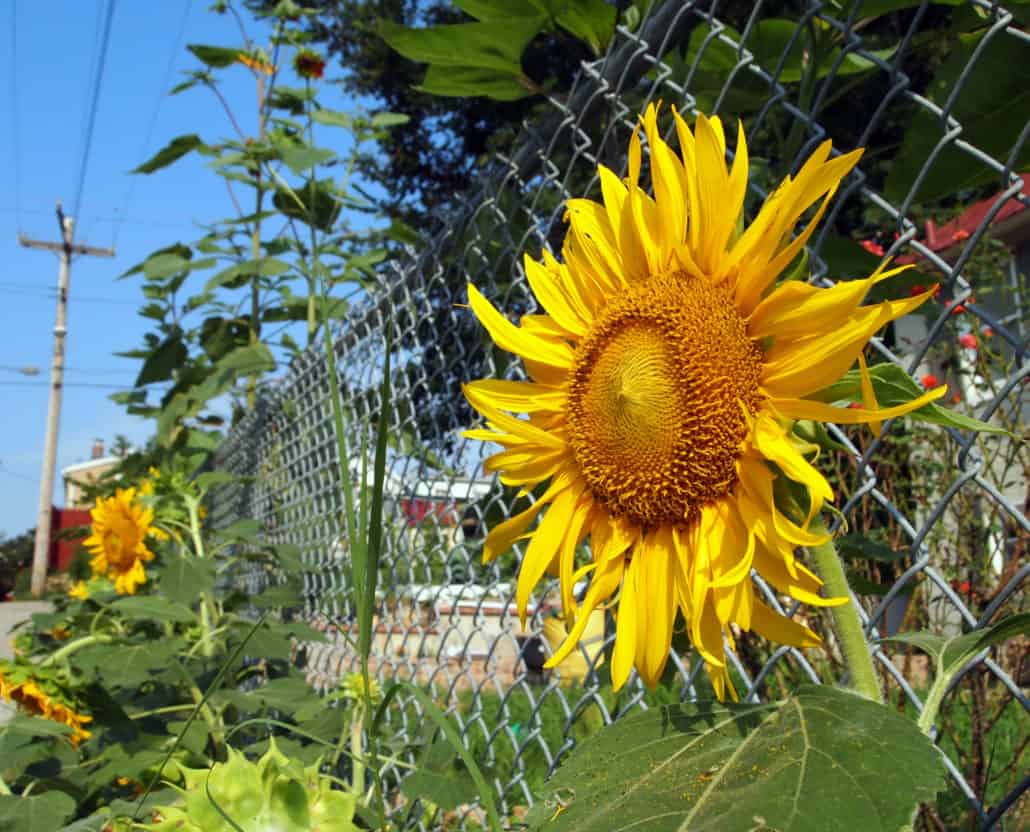 3 Things To Do To Your Chain Link Fence To Make It Look Better