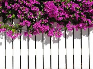 3 Fence Styles That Fit Any Budget