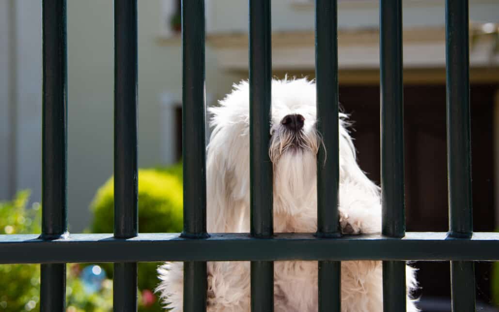 Pets And Fences: Choosing The Right Fence For Your Furry Friends' Safety