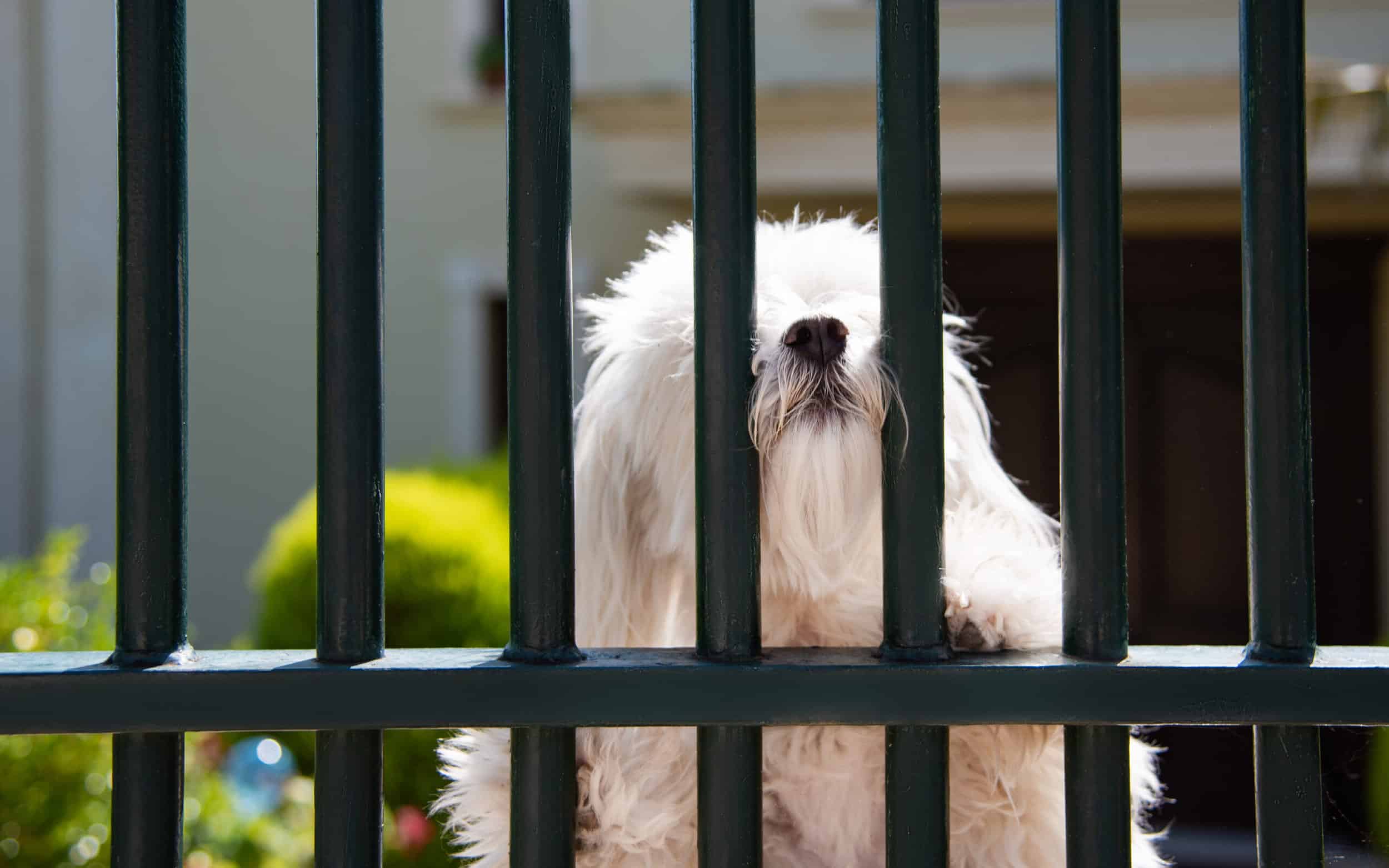 Pets And Fences: Choosing The Right Fence For Your Furry Friends' Safety